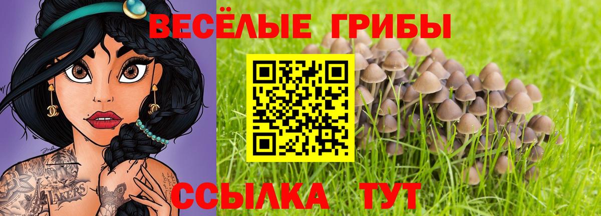 Псилоцибиновые грибы Psilocybe  Вход с VPN  Сухой Лог 